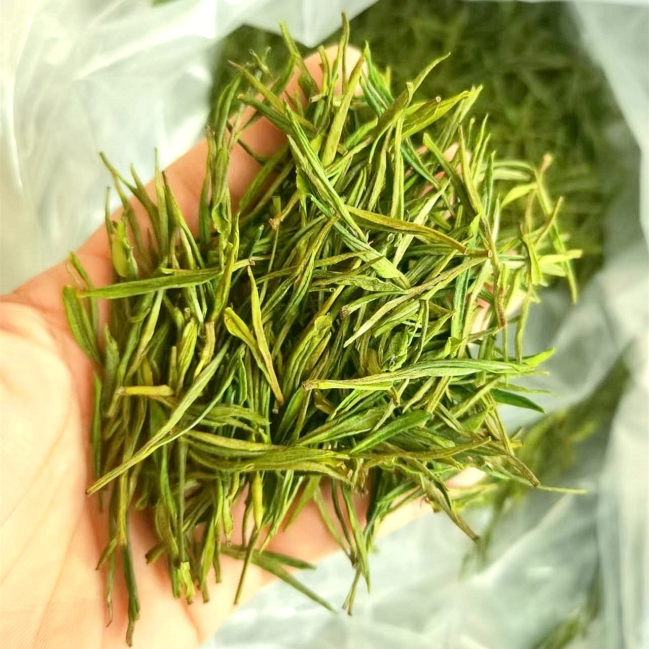 安吉白茶2022新茶明前兰花花香苦涩吉石高山安吉白茶