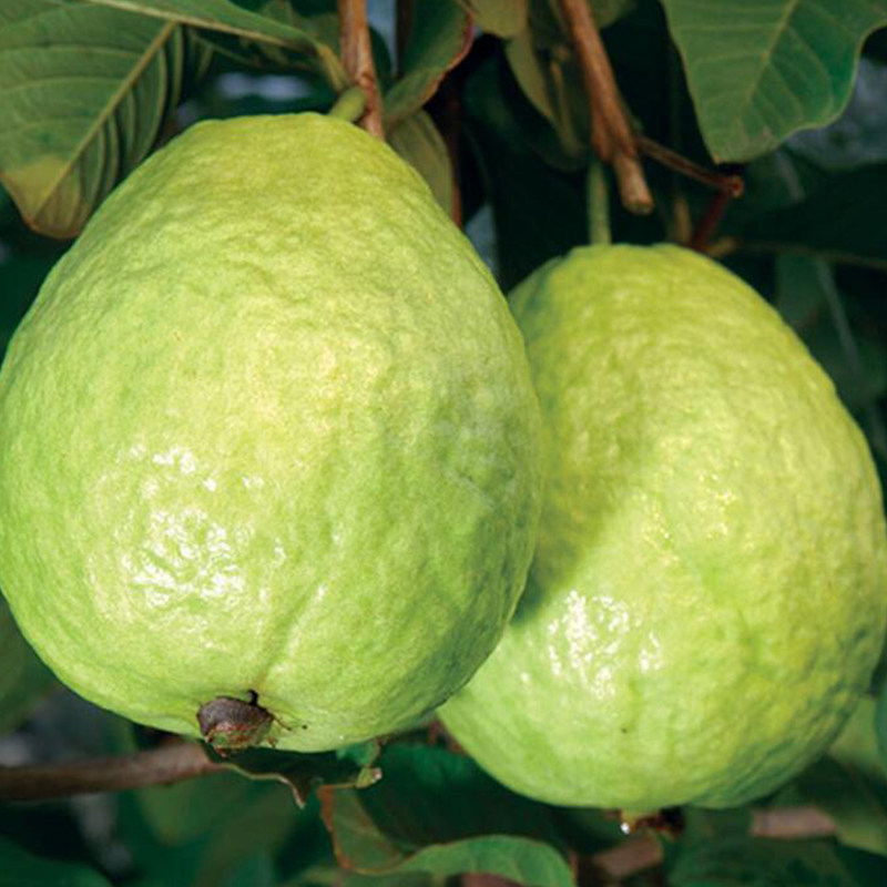 新鲜水果果园直发农家番石榴5斤包邮_不打折现价29.9元