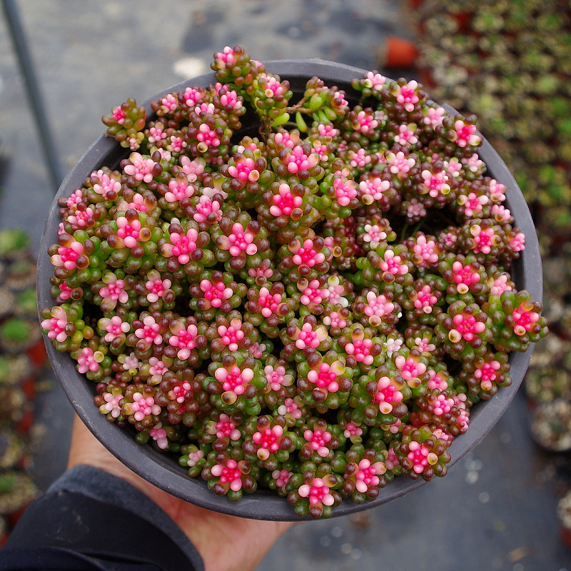 单品包邮多肉植物彩色浆果大群绿植园艺药锦室内含盆带土新手
