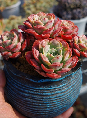 多肉植物老桩超大雨滴稀有贵货室内阳台花卉含盆土防辐射绿植盆栽