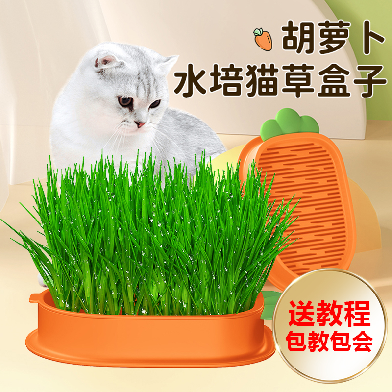 猫草盆栽无土水培自己种小麦种籽育苗