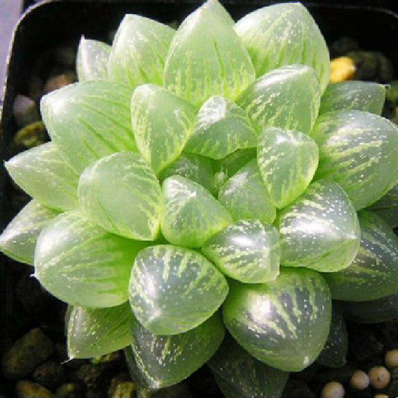 玉露多肉植物 水晶