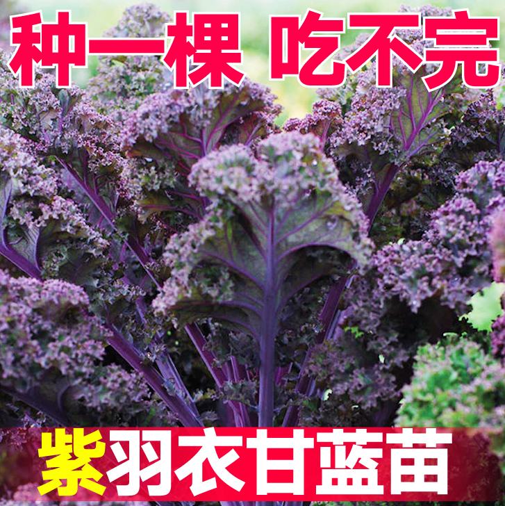 寿光紫羽衣甘蓝秧苗带土球食用观赏绿