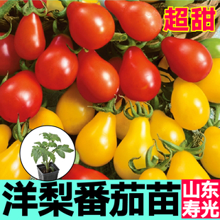 山东寿光超甜红黄洋梨小番茄秧苗幼苗穴盘根系发达蔬菜苗种子盆栽