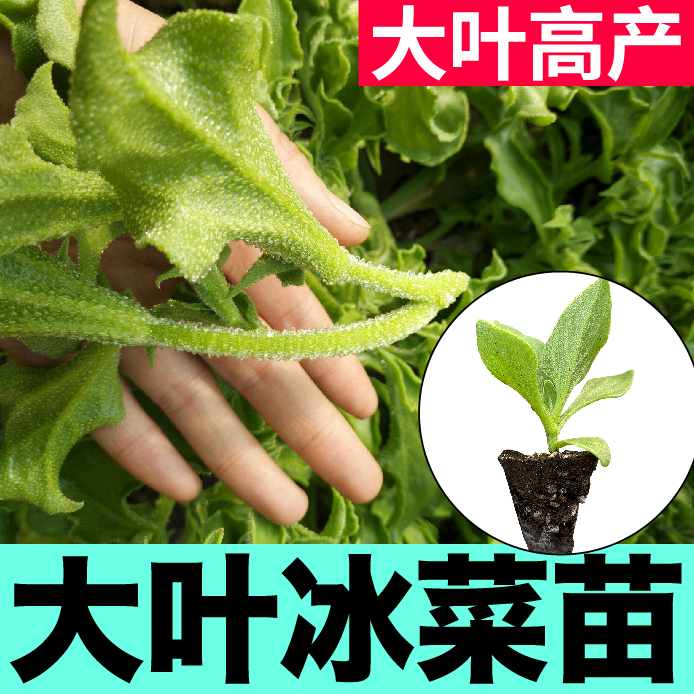 寿光大叶冰菜秧苗多茬采收更大冰粒高