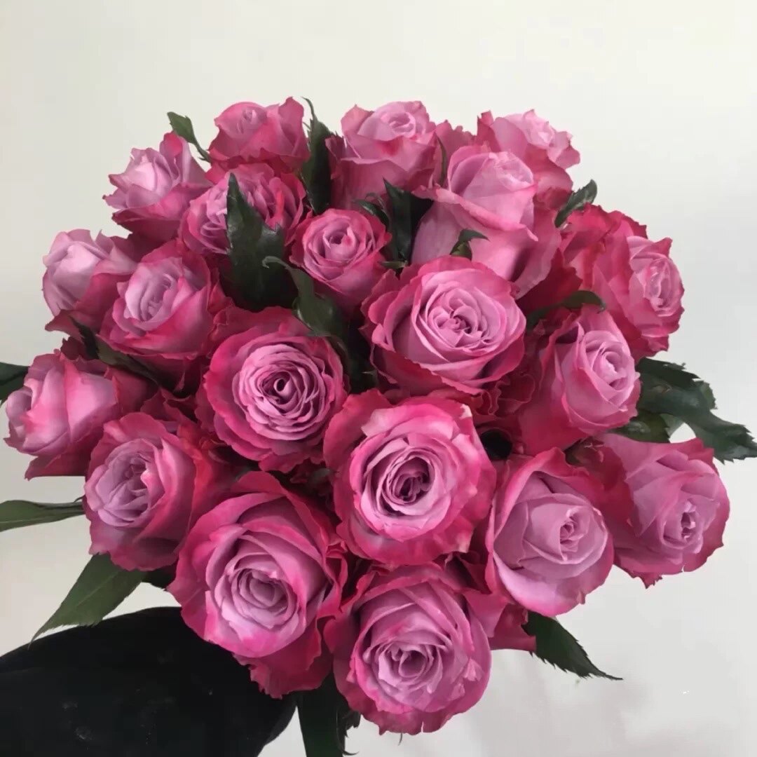 一折切花月季云南_魅影灌木月季云南切花玫瑰花苗大花四季开花庭院