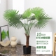 仿真小叶扇葵盆栽棕榈树落地蒲葵植物室内软装热带绿植造布景装饰