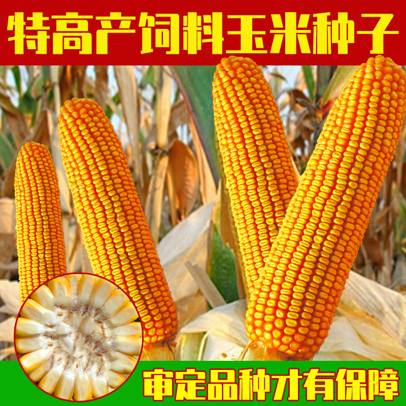 罗单297玉米种子图片图片