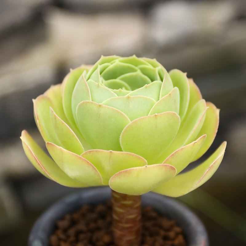 柠檬韶羞法师小老桩单头新款好状态绿植室内阳台多肉植物组合盆栽