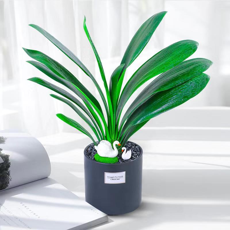 君子兰小盆栽花卉带花盆客厅办公桌创意室内好养易活吸甲醛的绿植