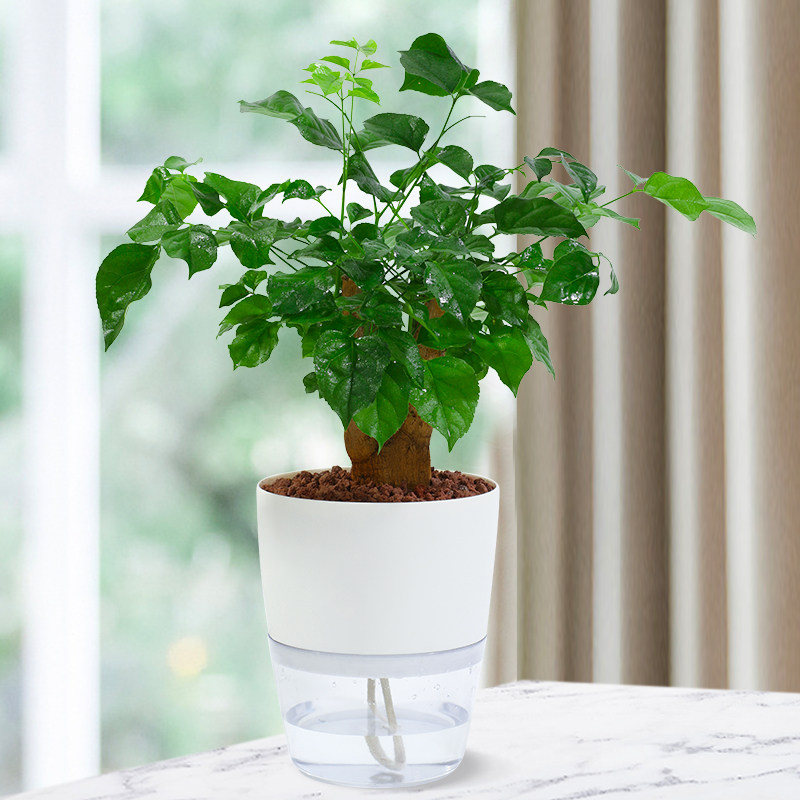 幸福树绿宝老桩小绿植盆栽植物净化空气水培办公室内旺宅桌面客厅
