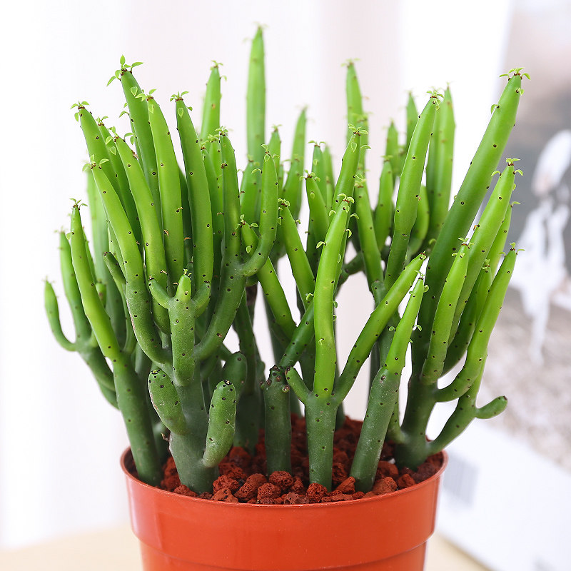 珊瑚棒盆栽绿玉树植物肉肉净化空气桌面防辐射盆栽光棍树多肉植物