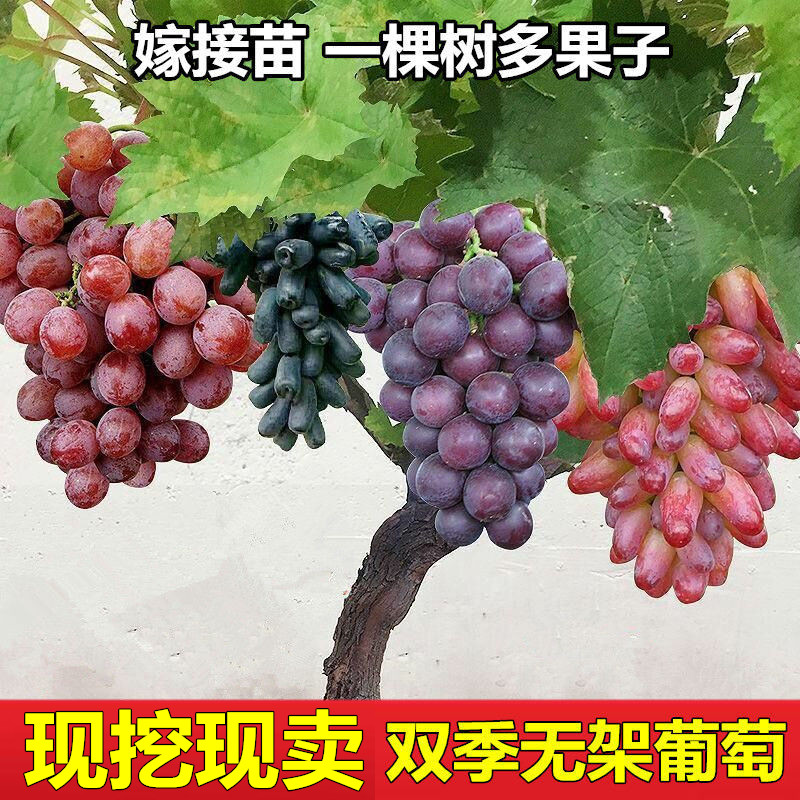 无架葡萄树
