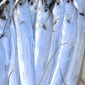 【野生新鲜带鱼图片】野生新鲜带鱼图片大全_q友网