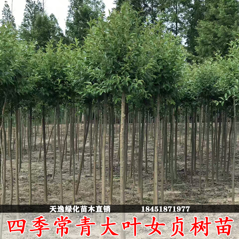 高杆大叶女贞树苗四季常青绿化工程树苗庭院行道树女贞子树苗常绿