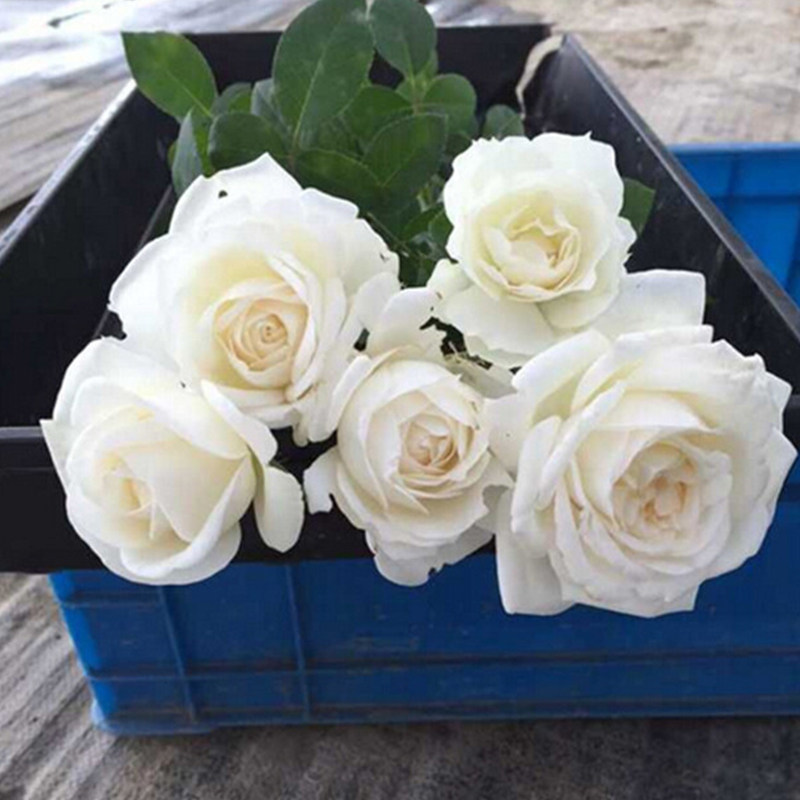 馨缘月季 珍妮莫罗 白色切花玫瑰浓香型植株强壮生长快大花四季开