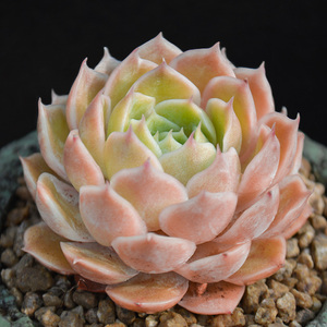 昂斯诺多肉植物精品稀有品种室内肉肉花卉小盆栽绿植基地清仓包邮