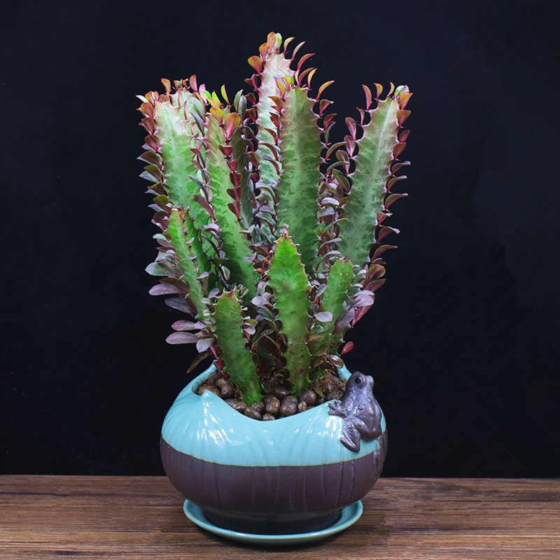 龙骨室内观赏植物绿植花卉鲜花盆栽盆景仙人多肉植物盆景包邮已售29