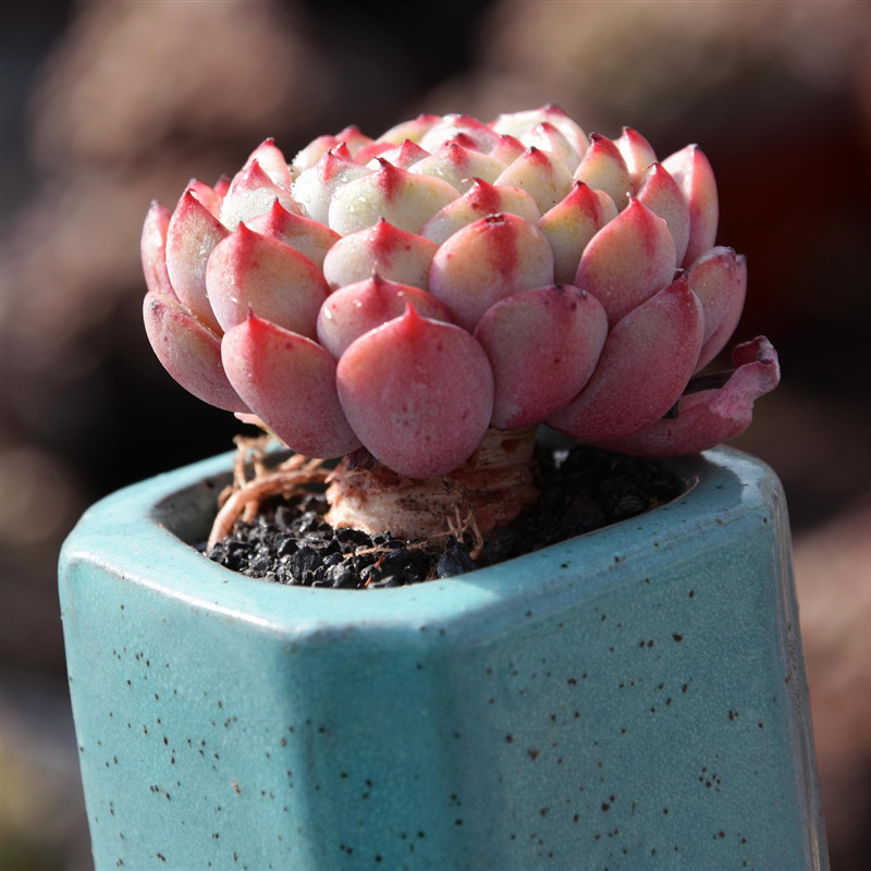 【粉姬莲】控养状态粗桩子粉姬莲单头桩3-4厘米精致可爱拇指盆栽