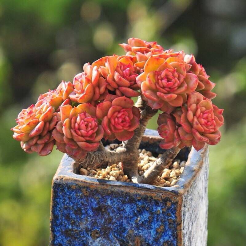 植物牡丹实拍多肉超美美品精美肉肉绿色桌面多肉植物