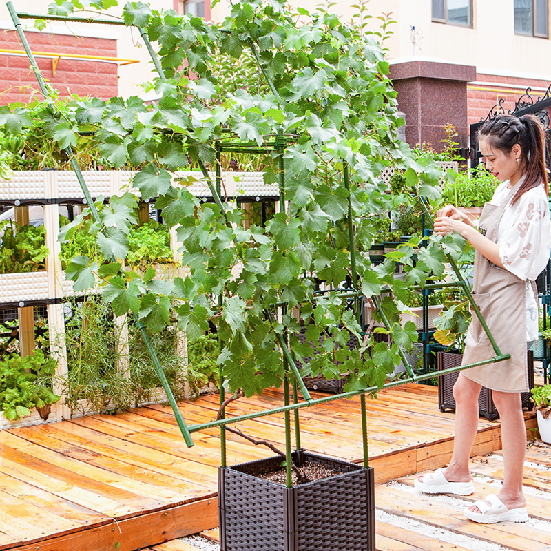 葡萄爬藤架管阳台庭院攀爬牵引架子斜面可调节爬藤植物铁艺花支架
