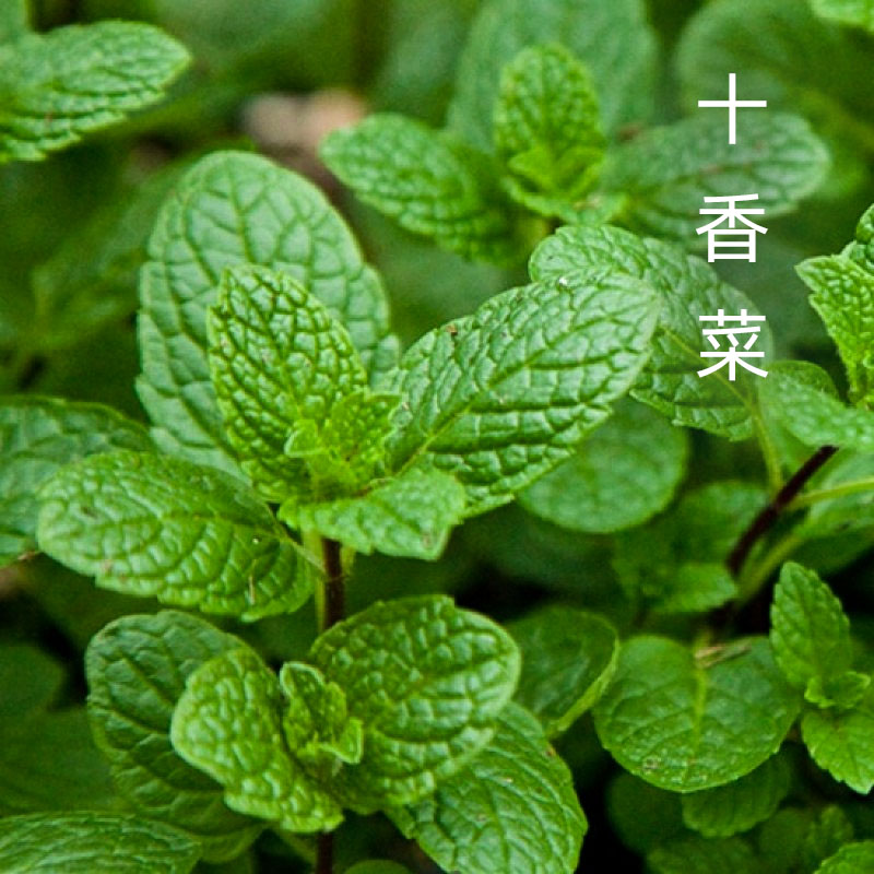 十香菜种子种籽孑苗秧石香菜薄荷食用四川鱼香菜草四季菜苗菜籽