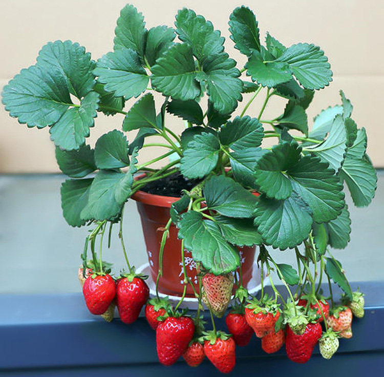 热销奶油草莓苗