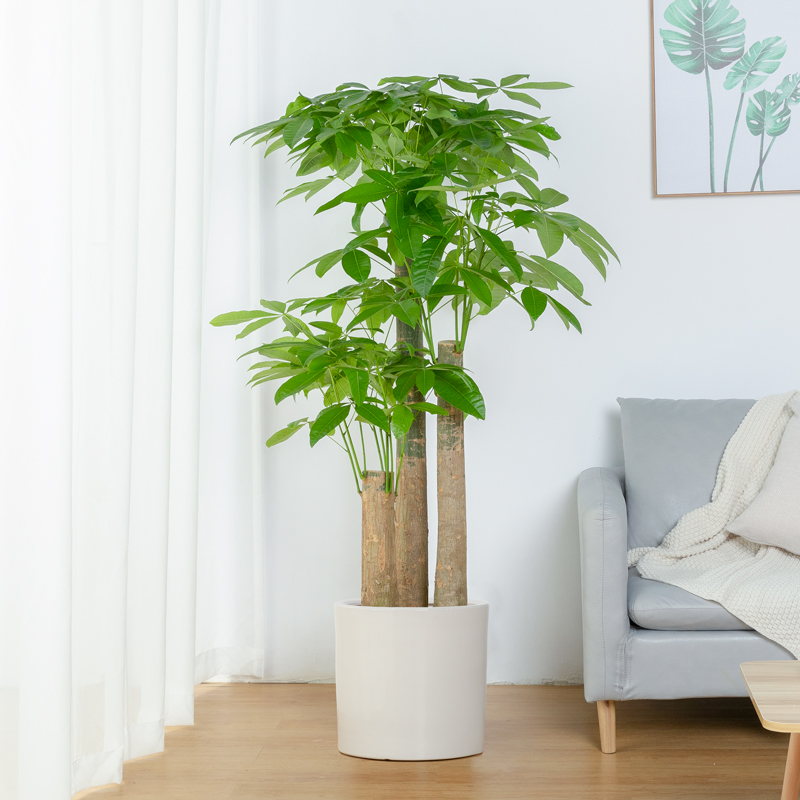 步步高发财树盆栽大型客厅办公室吸甲醛植物招财三杆发财树盆景