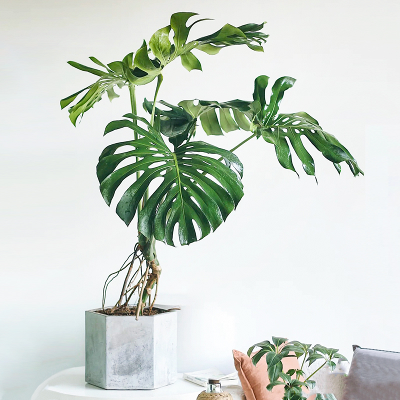 龟背竹盆栽室内客厅老桩可水培植物网红好养大型吸甲醛大叶绿植