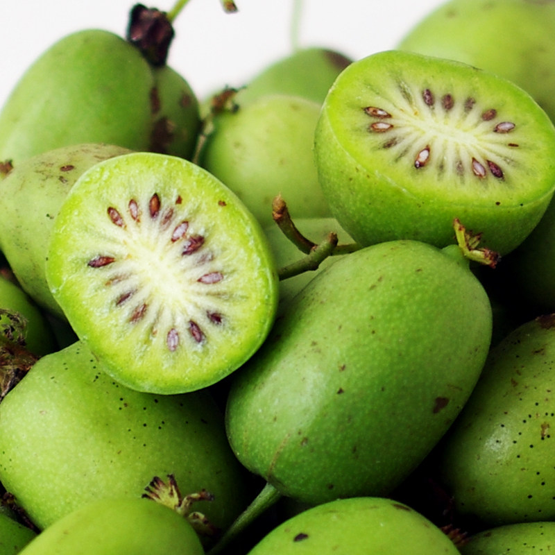 软枣猕猴桃新鲜包邮_现货东北吉林软枣猕猴桃新鲜水果狗圆枣子野生