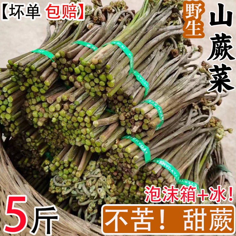 现货新鲜野生蕨菜5斤蔬菜甜蕨野菜厥