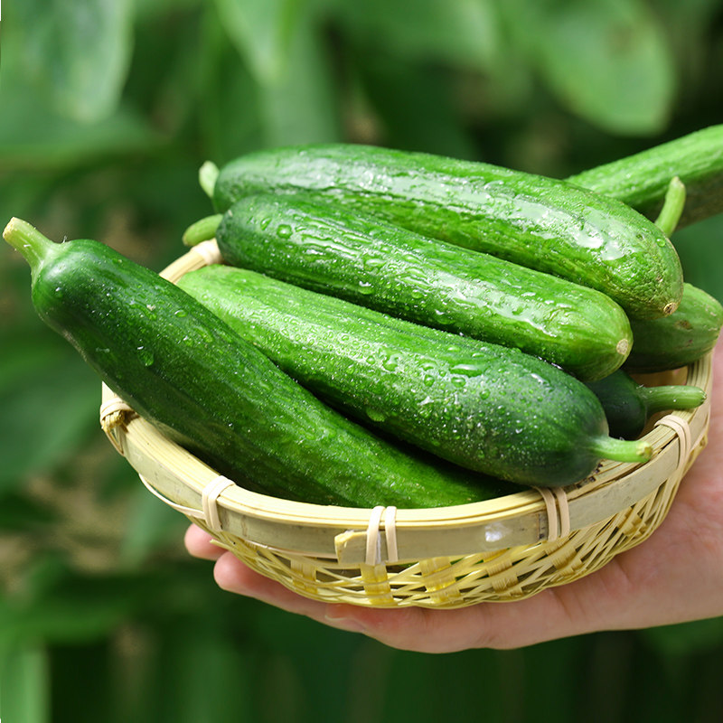 黄瓜新鲜小黄瓜水果小青瓜荷兰蔬菜农家10山东旱生吃5斤现摘现发