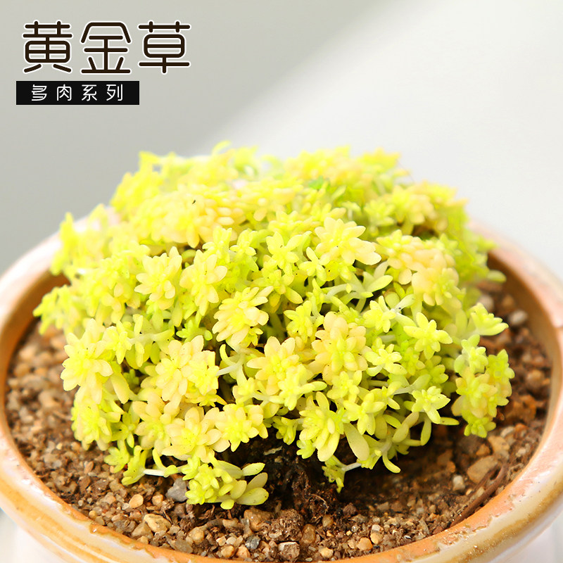 多肉植物黄金金万年办公室盆栽绿植花卉法师多肉植物