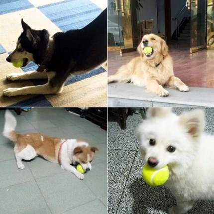 篮球新材材料足球玩具耐咬幼犬乒乓球鹅毛训练幼儿发泄脚感橡胶加在类目 宠物/宠物食品及用品, 猫/狗玩具, 橡胶球/球形玩具中 - 来自Buy2taobao.com提供专业的淘宝代购服务