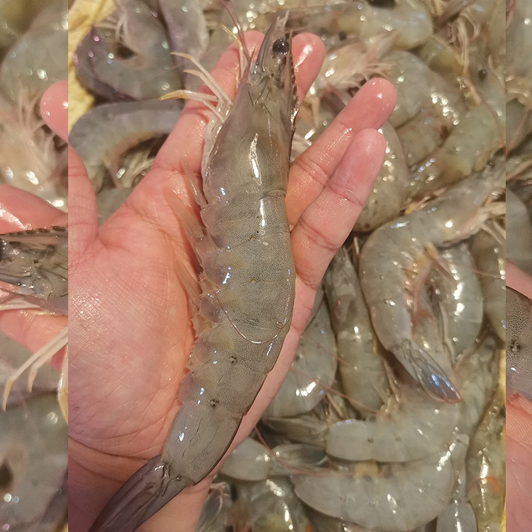 【12-15支/斤】大概尺寸长18-20cm湛江天然海捕白对虾新鲜速冻