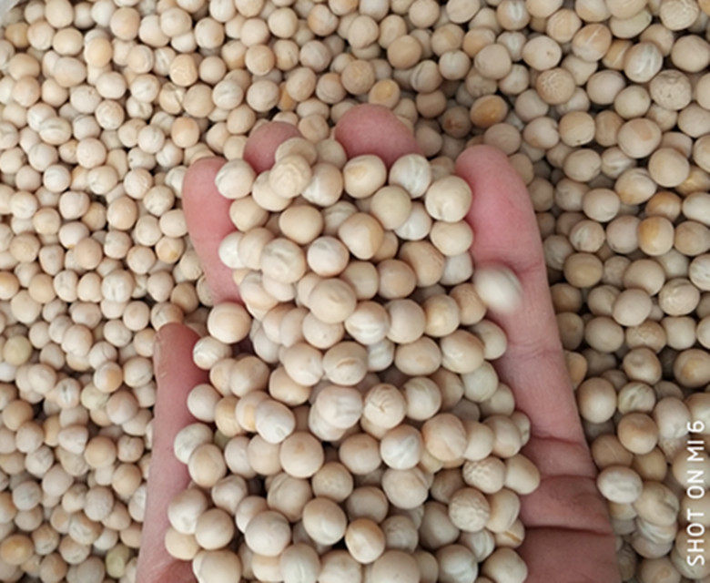 农家干豌豆 白豌豆 黄豌豆 生豌豆豌杂面碗豆面500g 杂粮发豆苗