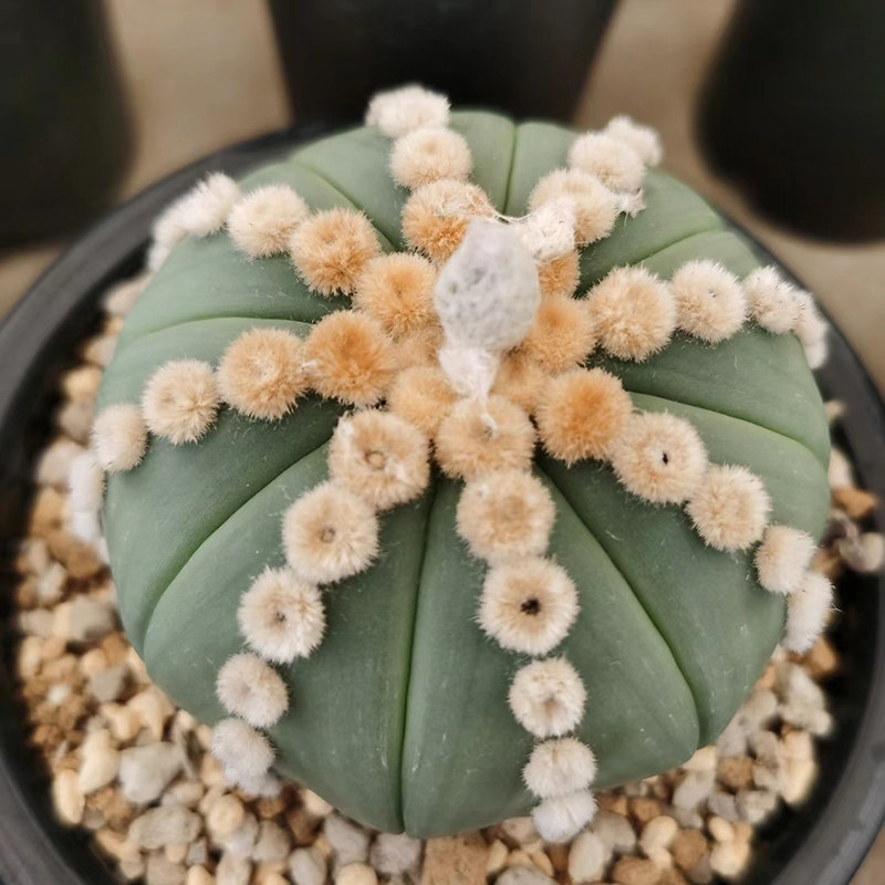 花定缘 实生皇冠兜大疣琉璃连线兜星兜属仙人球多肉植物