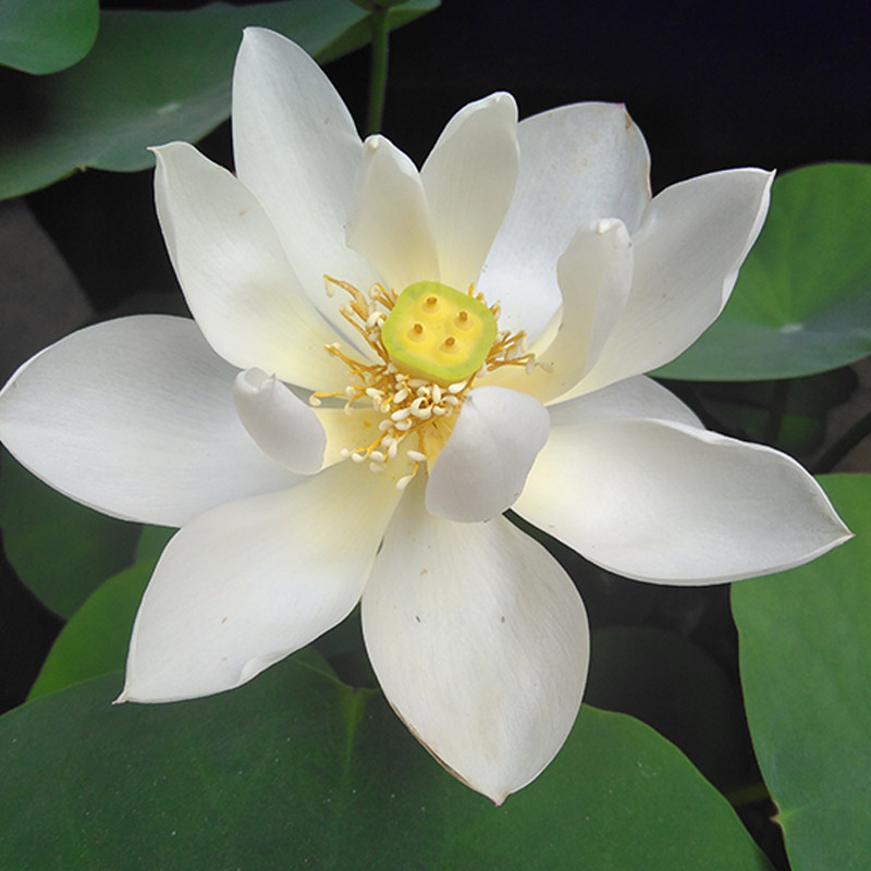 (白玉19) 碗莲种藕苗荷花盆栽莲花阳台水培观赏植物 建国碗莲苑