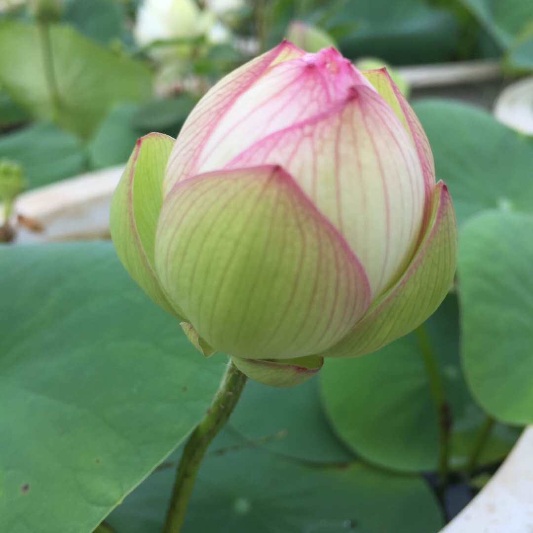 (如玉)小型微型碗莲种藕荷花盆栽莲花水培观赏植物 建国碗莲苑
