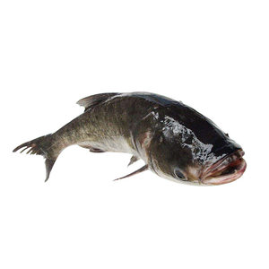 蔡家洼大货栈 北京密云水库胖头鱼 花鲢 鲜活大头淡水鱼 生鲜 5斤