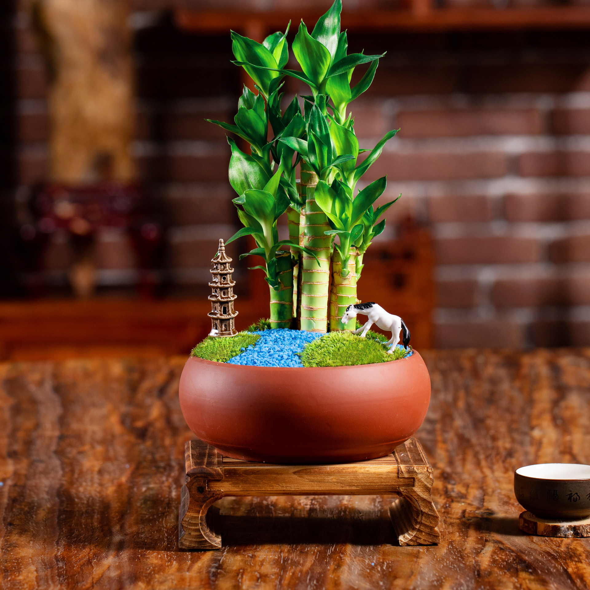 一折节节高 富贵竹 净化空气_节节高富贵竹植物盆栽粗大带根好养室内