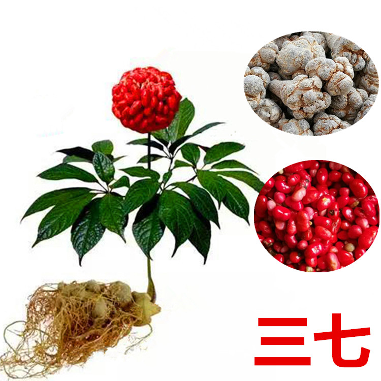 云南文山三七种子红籽三七活苗种植田七苗食用绿植药材盆栽包邮