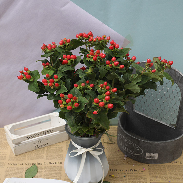 佳色花卉相思豆鲜花红豆插花家用水养基地直发办公室一扎包邮