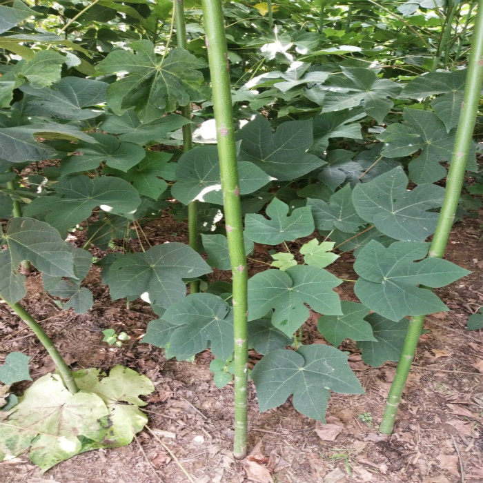 南方_绿化苗木适合南方北方种植青桐树苗中国梧桐苗树苗青桐树凤栖