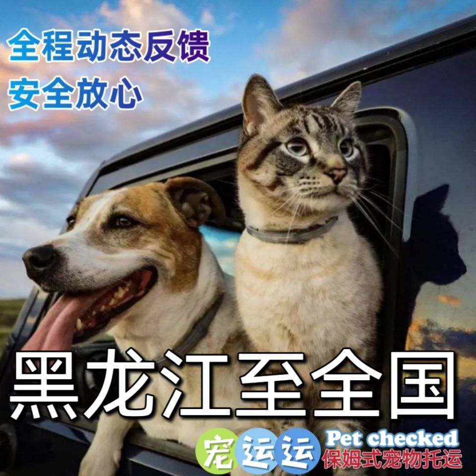 黑龙江全境哈尔滨宠运运宠物托运狗狗猫咪出行活动物体运输航空箱