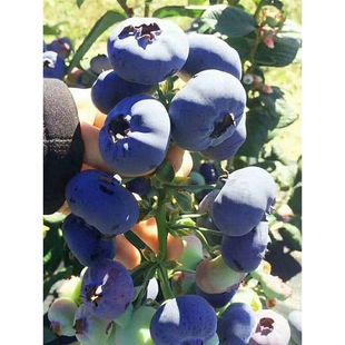 蓝莓苗盆栽南方北方四季阳台水果树种植庭院各种果树果苗当年结果