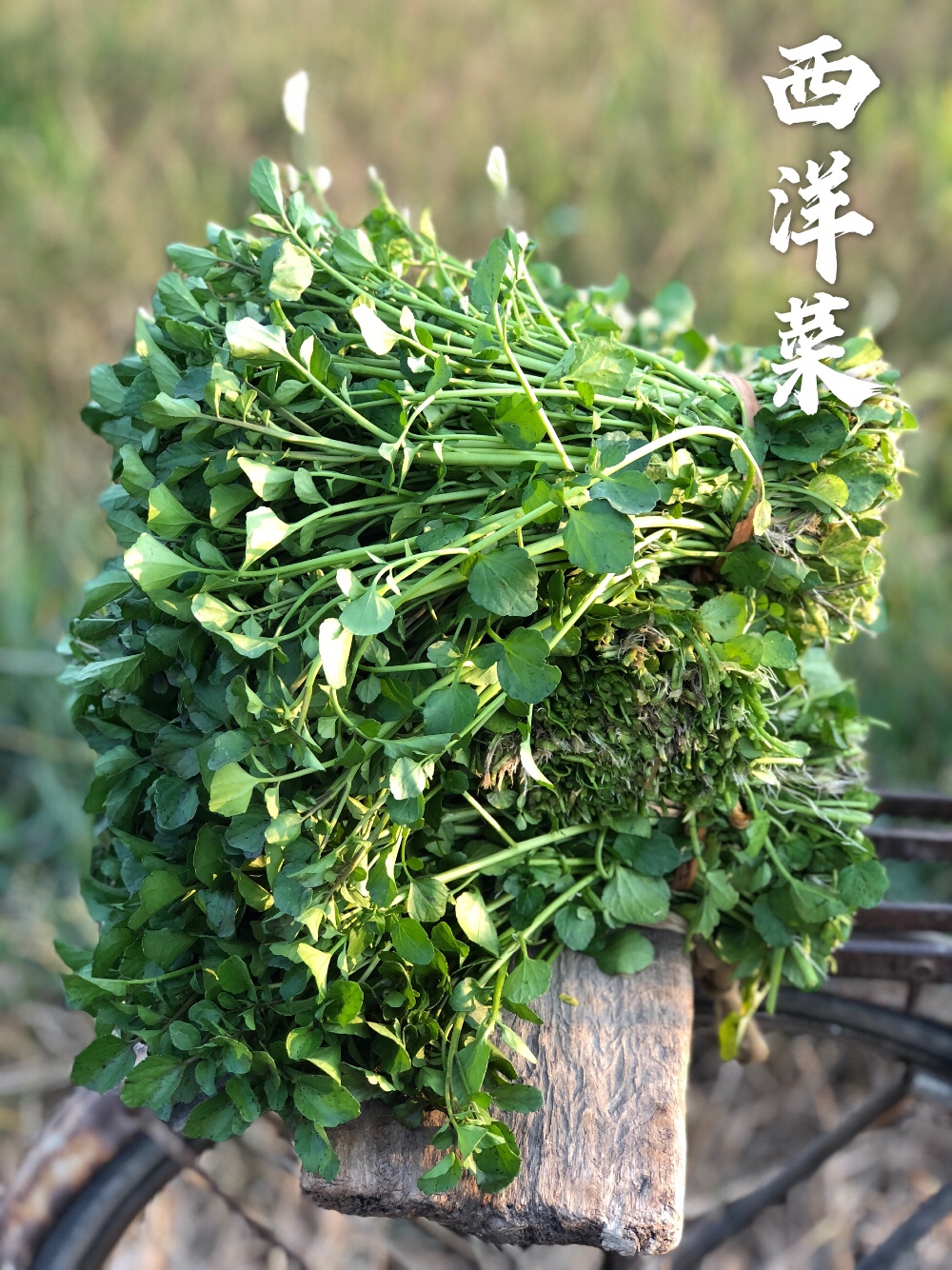 新鲜广东西洋菜豆瓣菜凉菜时鲜绿色蔬菜农家自种1斤装省外6斤包邮