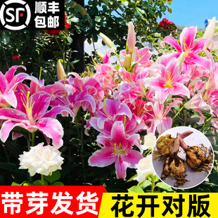 香水百合种球重瓣四季开花室内盆栽观花植物室外好养易活花苗花卉