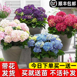 绣球花苗盆栽四季开花卉室内阳台庭院植物无尽夏带花苞耐寒老桩秀