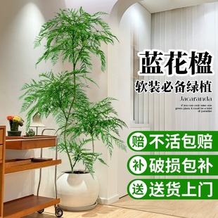 蓝花楹大型绿植真花客厅绿植盆栽树落地阳台轻奢室内植物好养易活